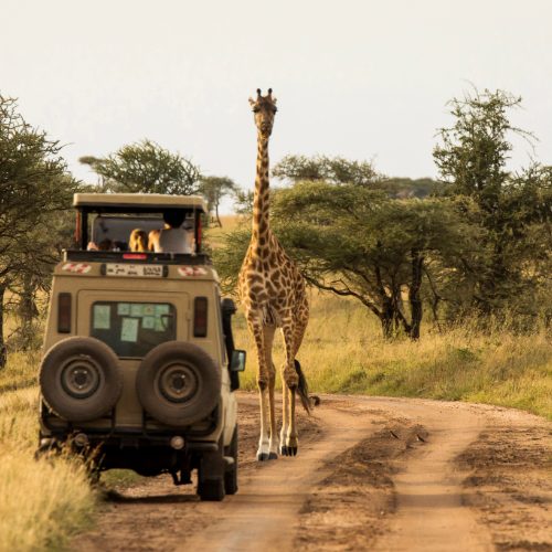 Safari-in-Tanzania.jpg Safari-in-Tanzania.jpg